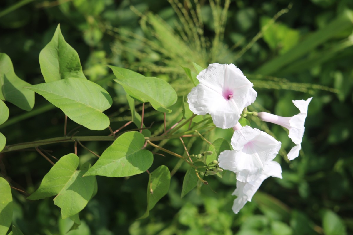 Ipomoea carnea Jacq.